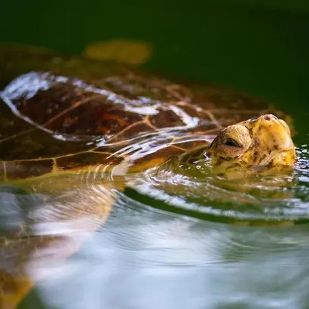 Βίλα Villa Central *