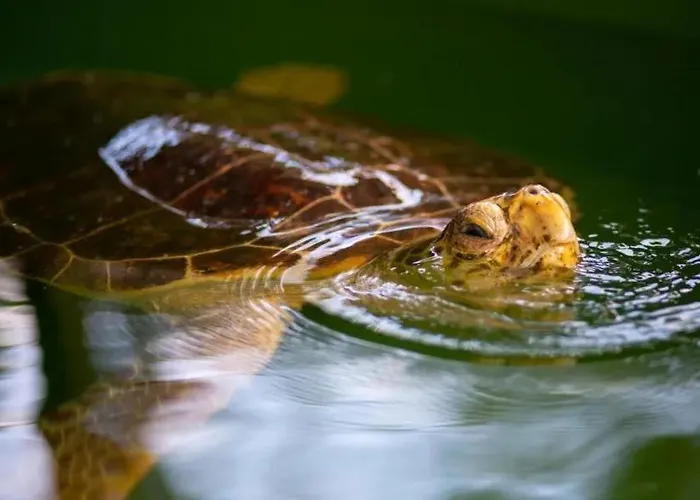 Вилла Villa Central *